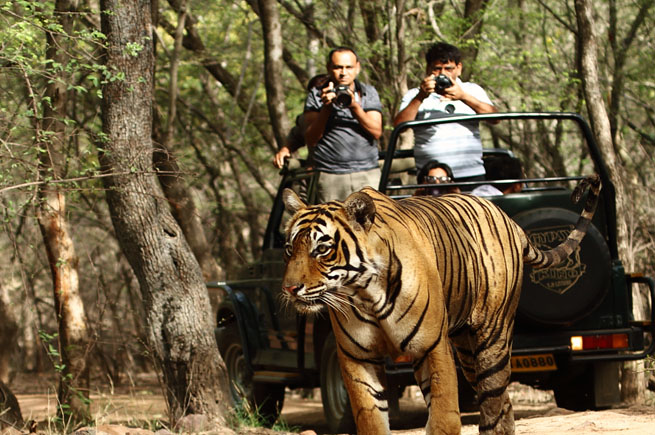 ranthambore-tiger-safari