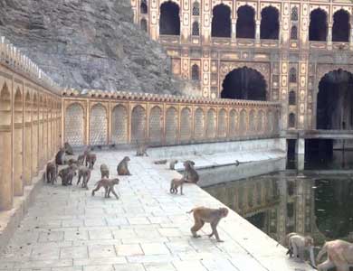 Monkey Temple In Rajasthan